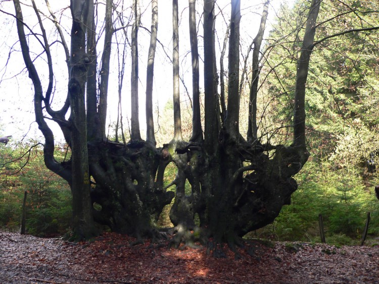 Fonds d'cran Nature Arbres - Forts drole d'arbre