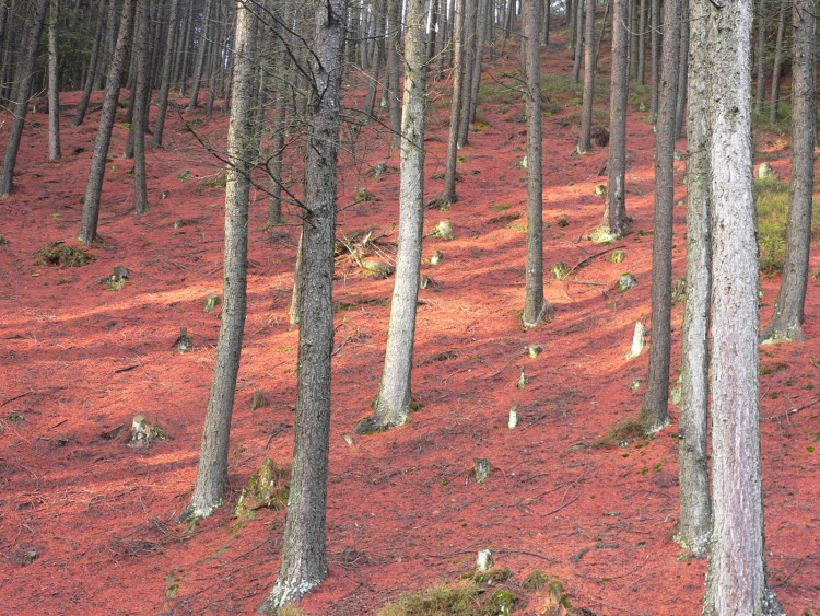 Wallpapers Nature Trees - Forests tout de rouge