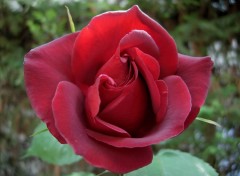 Wallpapers Nature Rose Rouge