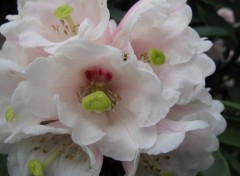 Fonds d'cran Nature Rhododendron & petite araigne