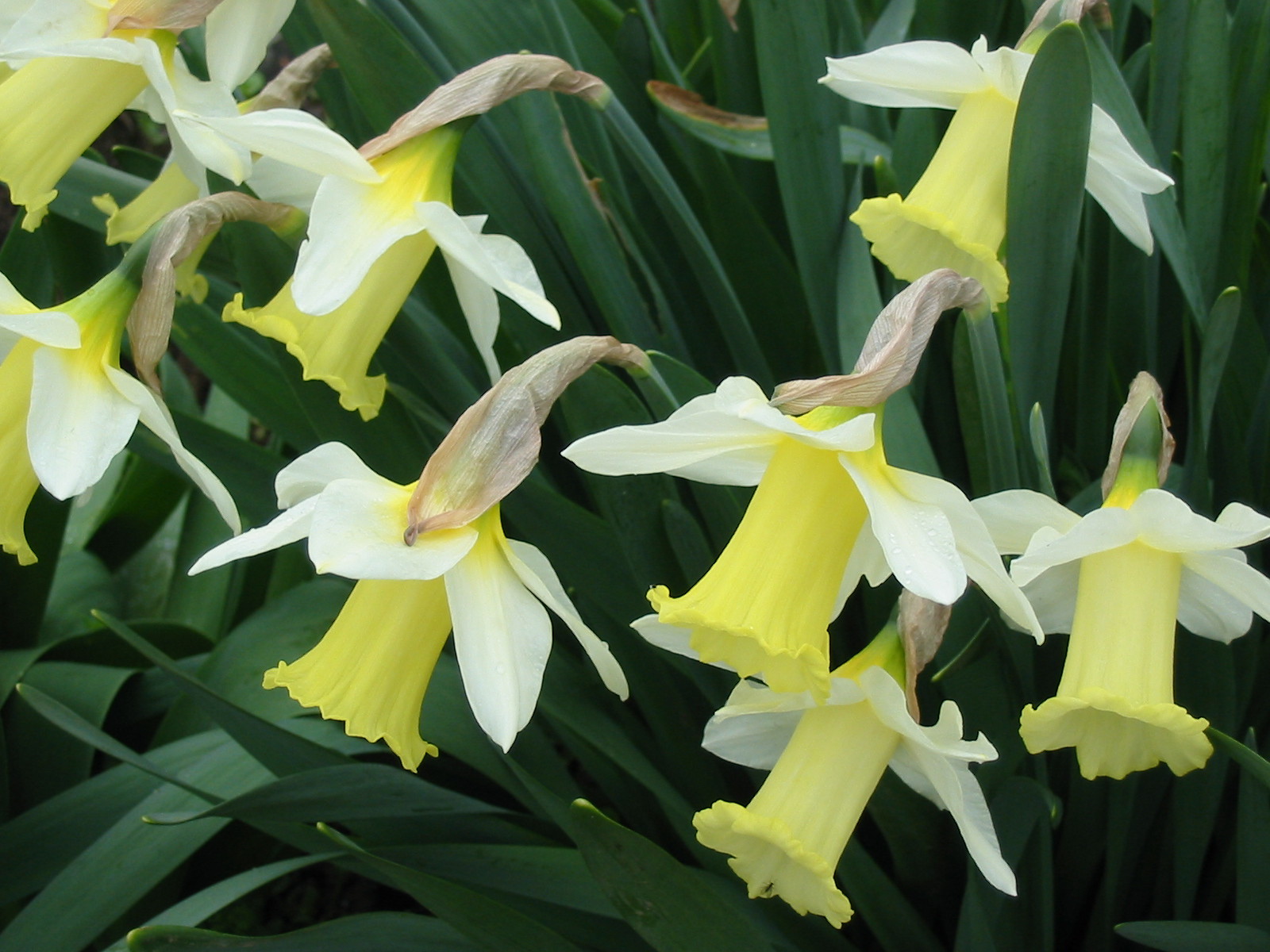 Fonds d'cran Nature Fleurs 