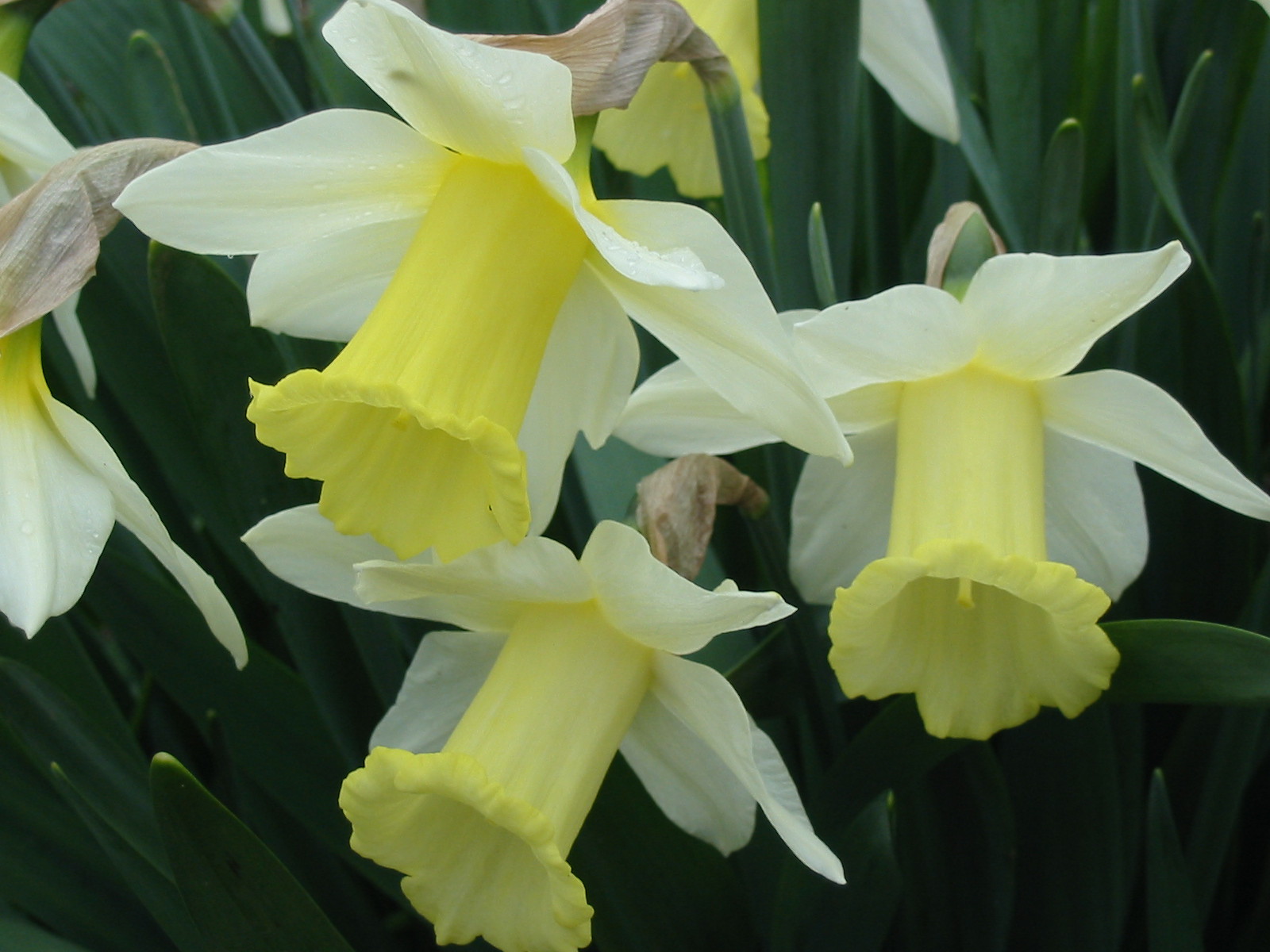 Fonds d'cran Nature Fleurs 