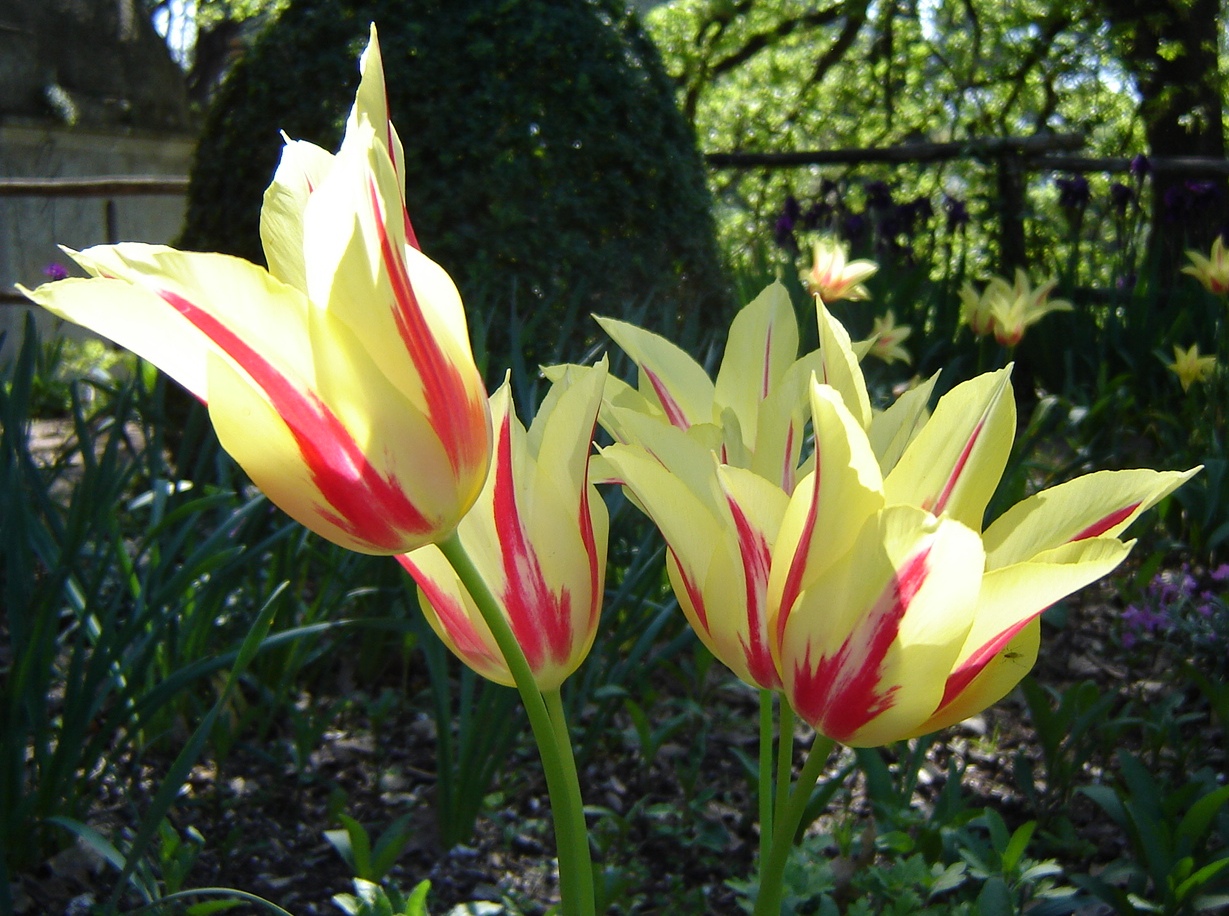 Fonds d'cran Nature Fleurs bouquet de tulipes