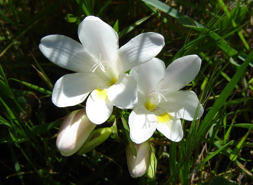 Fonds d'cran Nature Fleurs fresia sauvage