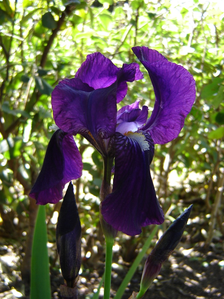 Fonds d'cran Nature Fleurs un bel iris