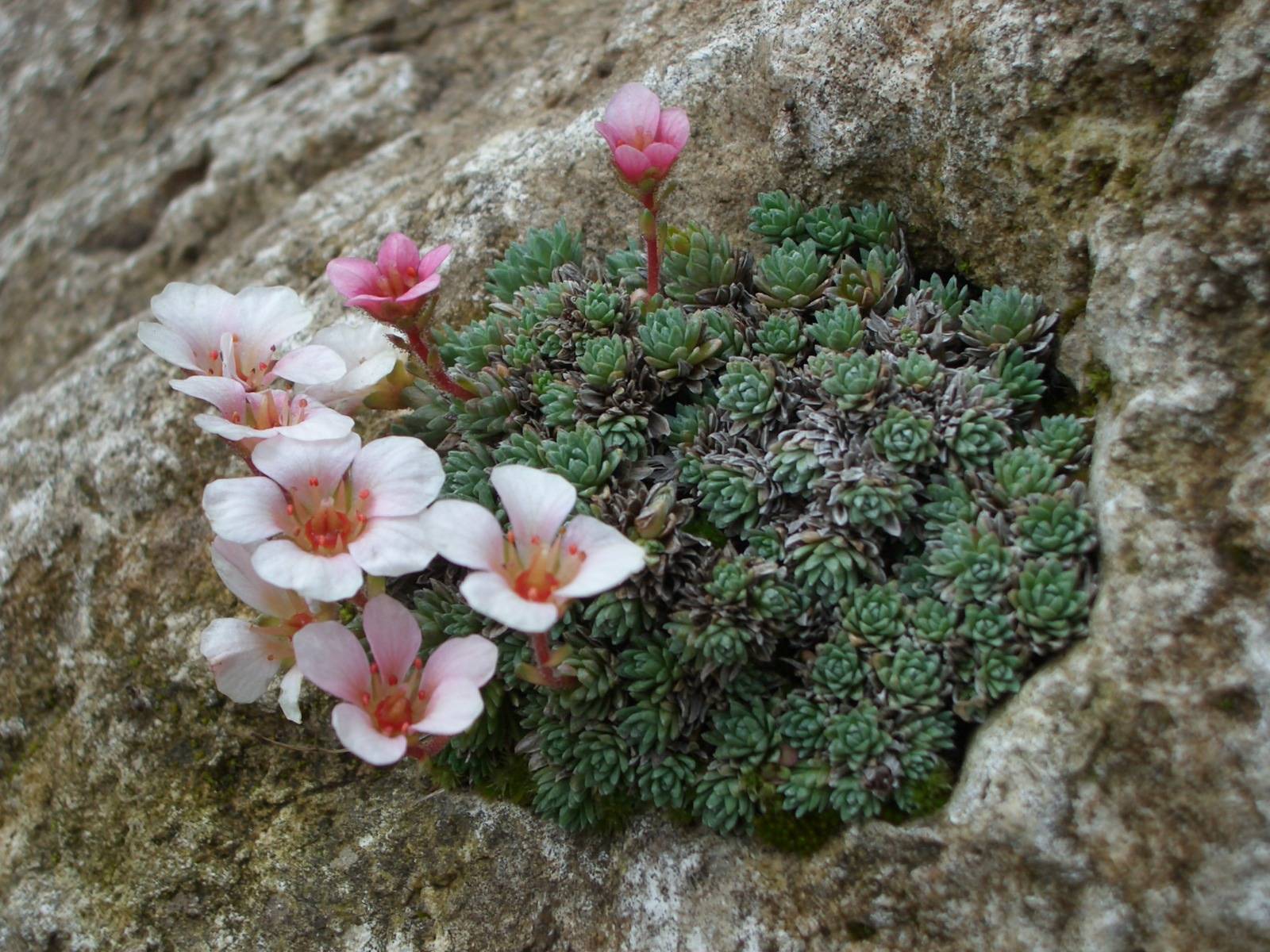 Fonds d'cran Nature Fleurs 