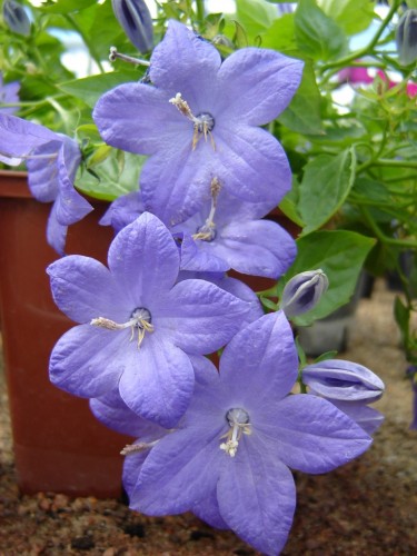 Fonds d'cran Nature Fleurs les campanules