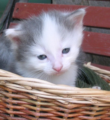 Fonds d'cran Animaux Chats - Chatons portrait chaton