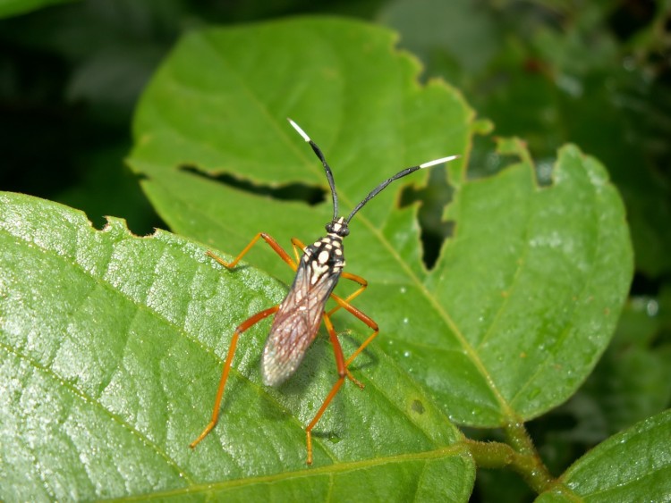 Fonds d'cran Animaux Insectes - Divers Insecte de Guyane