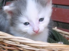 Fonds d'cran Animaux portrait chaton