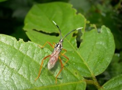 Fonds d'cran Animaux Insecte de Guyane