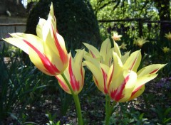 Fonds d'cran Nature bouquet de tulipes