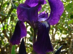 Fonds d'cran Nature un bel iris