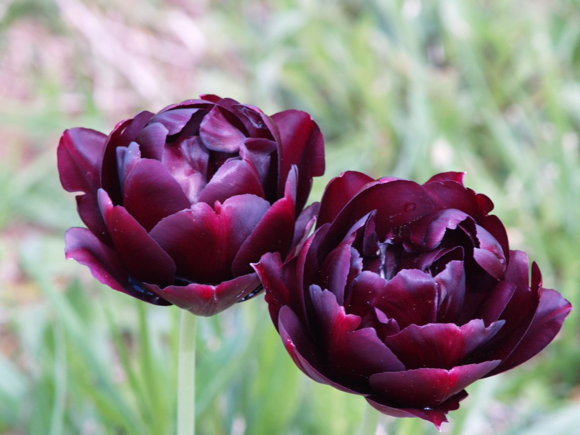 Fonds d'cran Nature Fleurs Bi tulipe noir