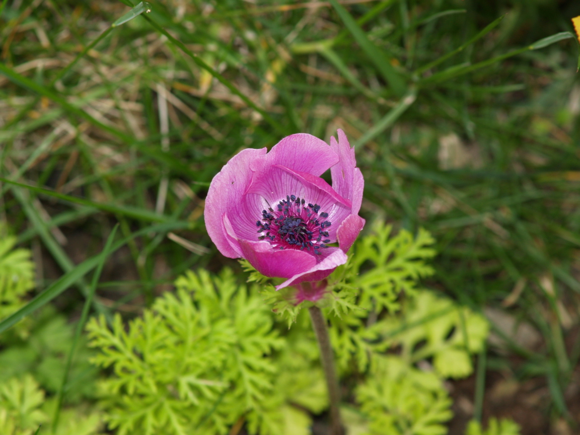 Fonds d'cran Nature Fleurs 