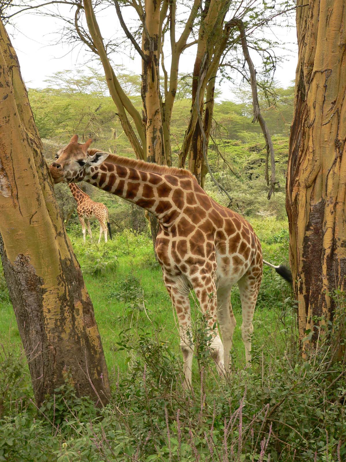 Fonds d'cran Animaux Girafes ce bon l'acacia