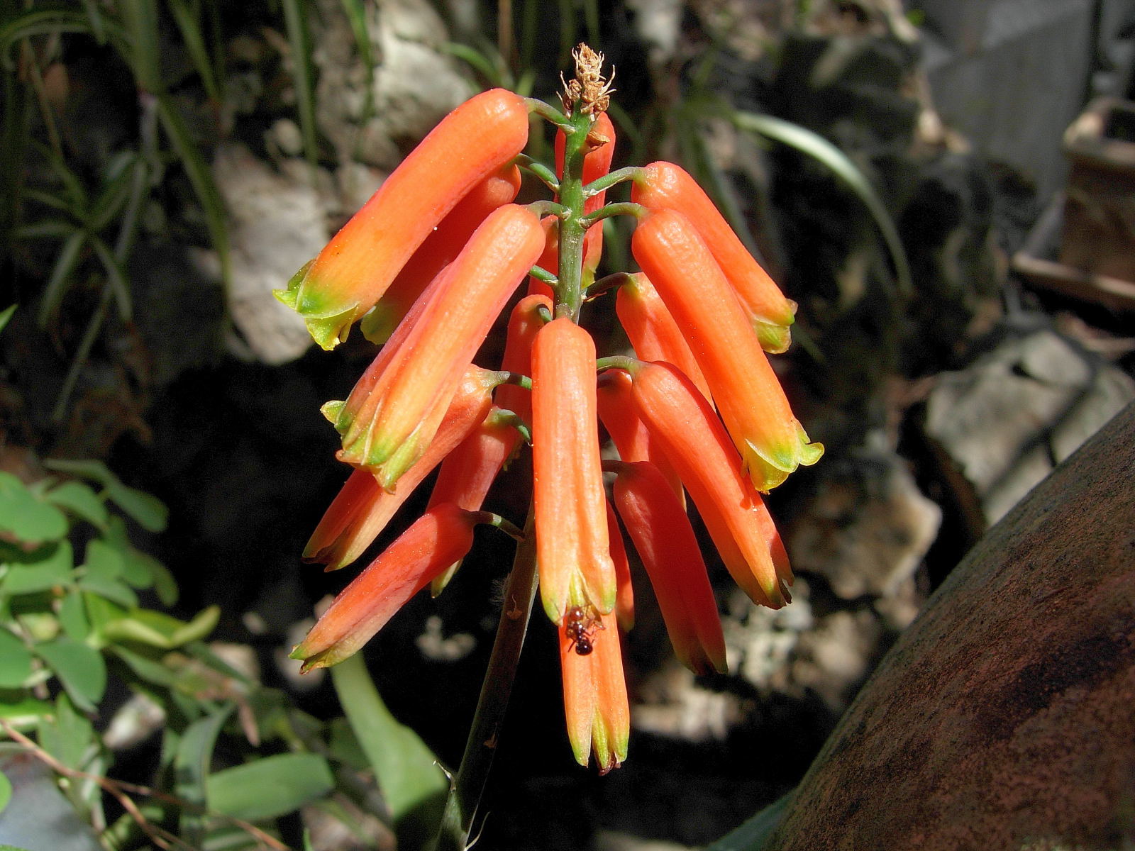 Fonds d'cran Nature Fleurs 