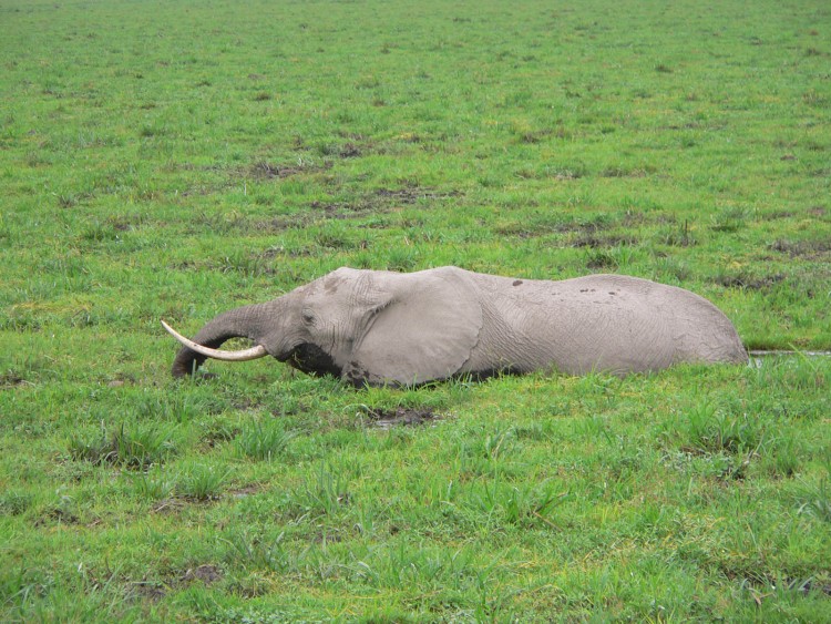 Wallpapers Animals Elephants du gris dans le vert