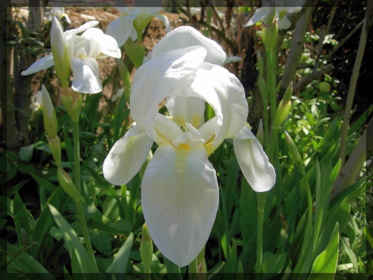 Wallpapers Nature Flowers Iris Blanc