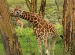 Fonds d'cran Animaux ce bon l'acacia