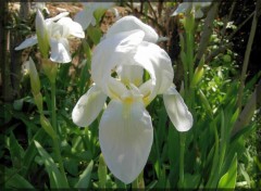 Wallpapers Nature Iris Blanc