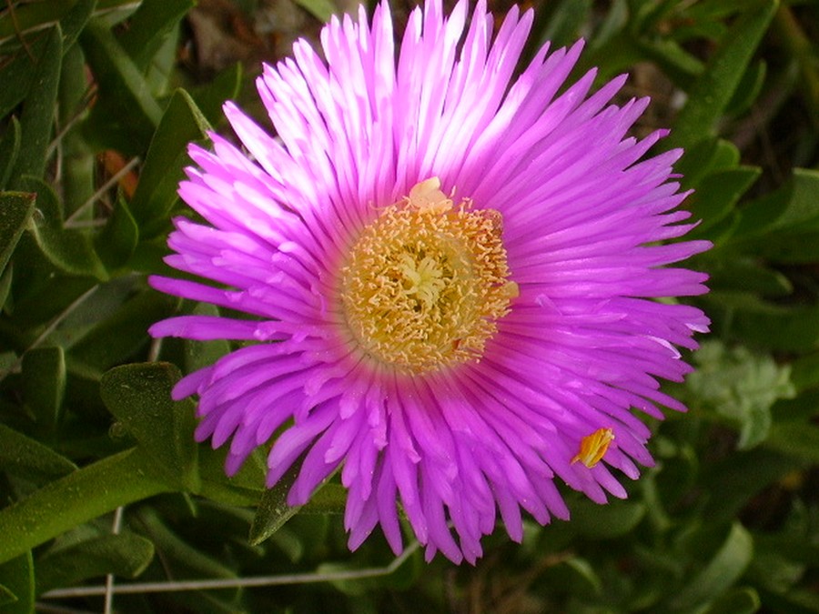 Fonds d'cran Nature Fleurs fleur de bord de mer