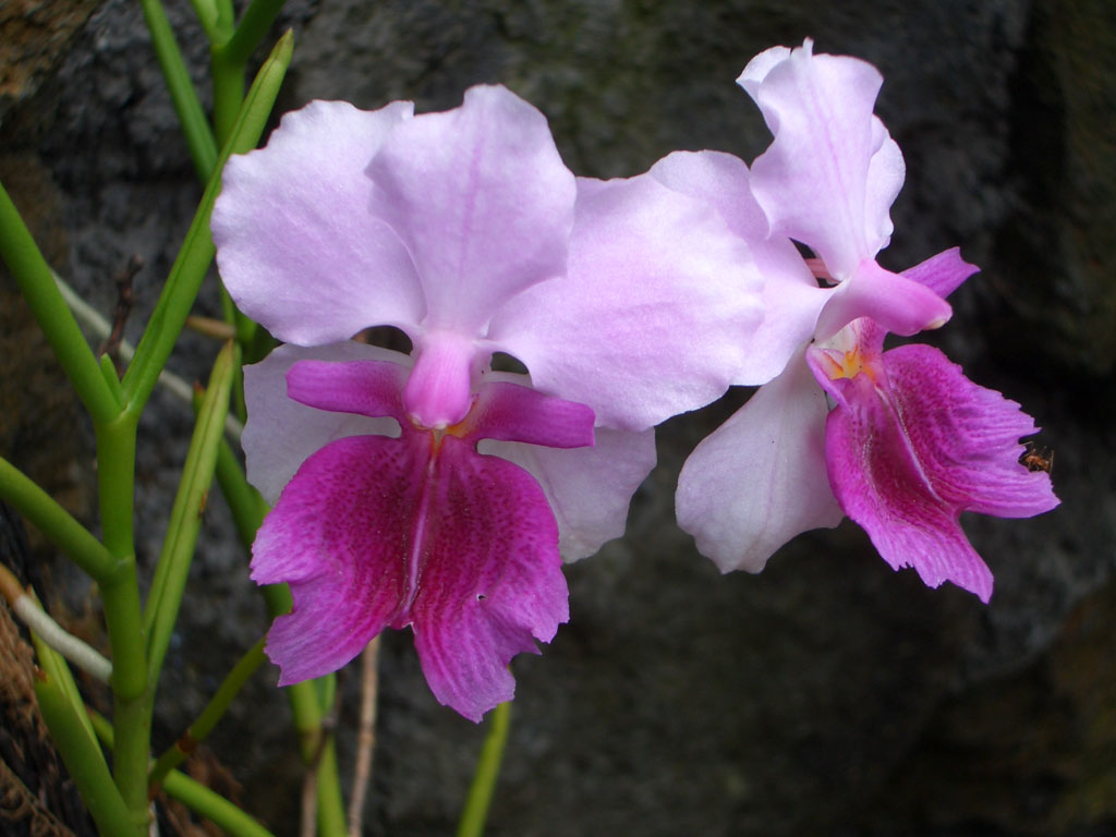 Wallpapers Nature Flowers Orchides