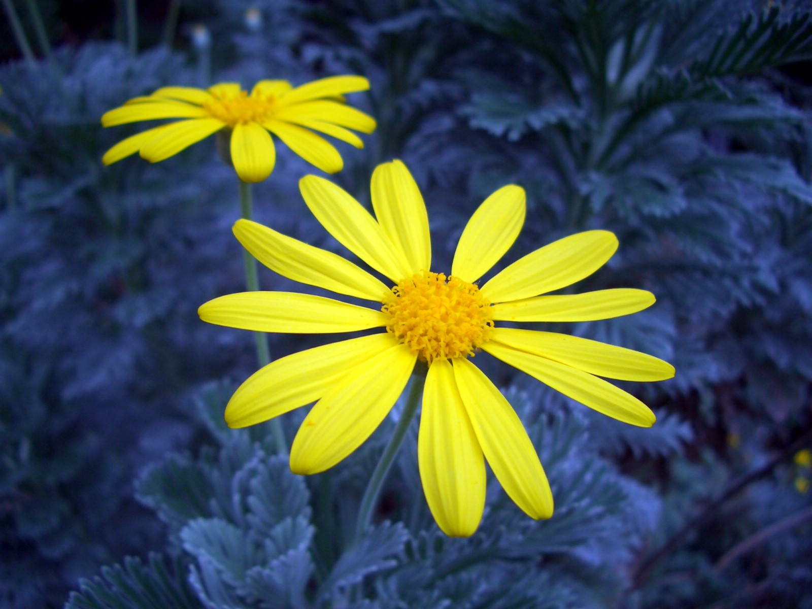 Fonds d'cran Nature Fleurs 