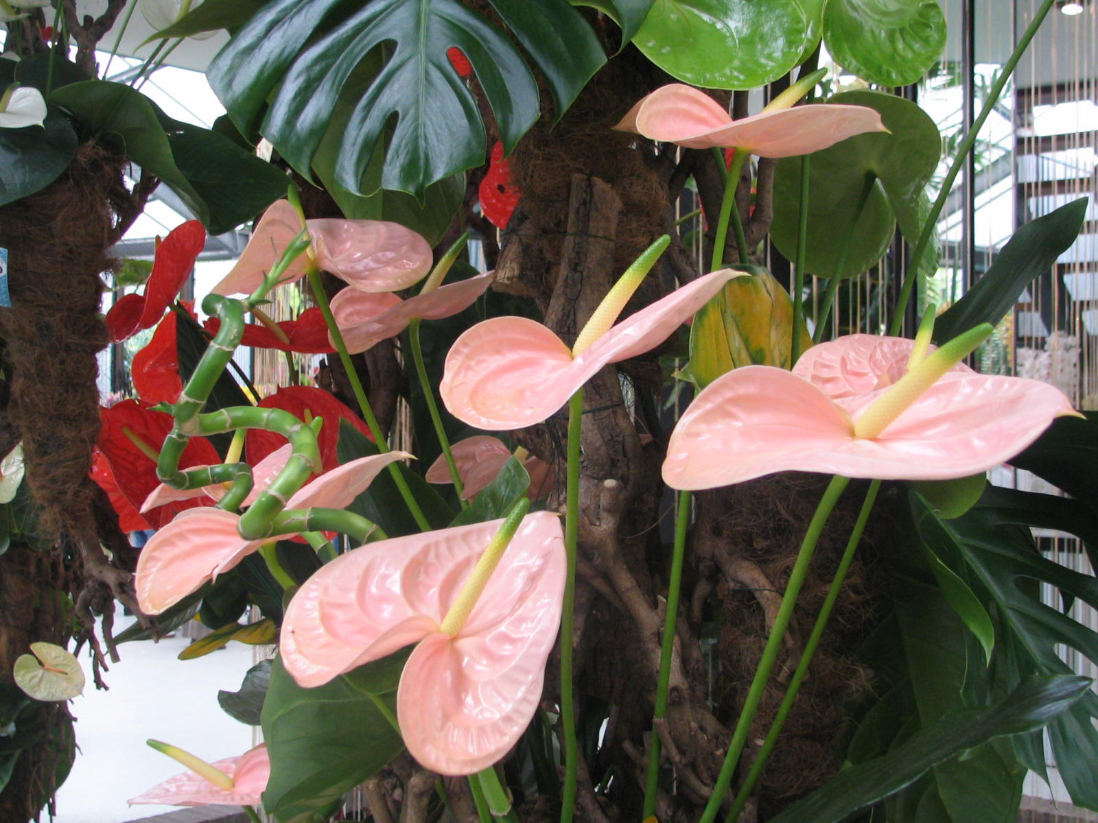 Fonds d'cran Nature Fleurs 