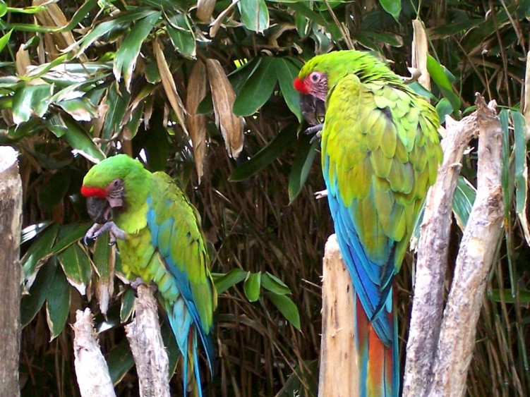 Fonds d'cran Animaux Oiseaux - Perroquets Perroquet