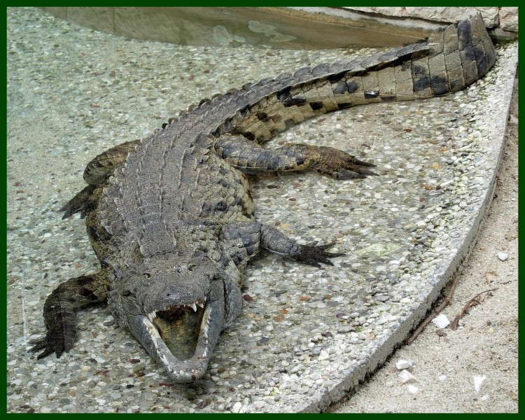 Wallpapers Animals Crocodile - Alligator - Caiman Croco