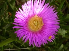 Fonds d'cran Nature fleur de bord de mer