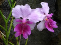 Wallpapers Nature Orchides