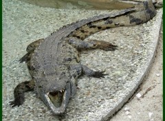 Fonds d'cran Animaux Croco