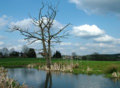 Wallpapers Nature L'arbre mort