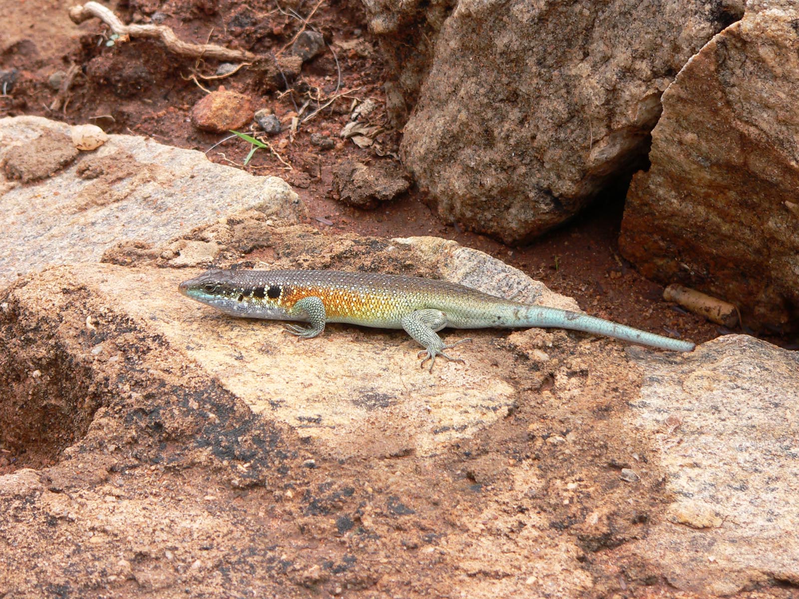 Fonds d'cran Animaux Lzards - Iguanes pas facile le camouflage