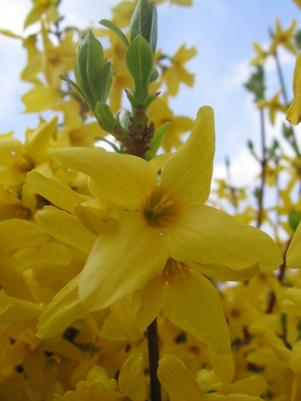 Fonds d'cran Nature Fleurs Forsythia