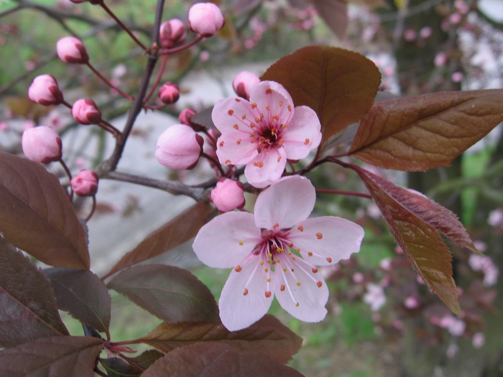 Fonds d'cran Nature Fleurs Prunus