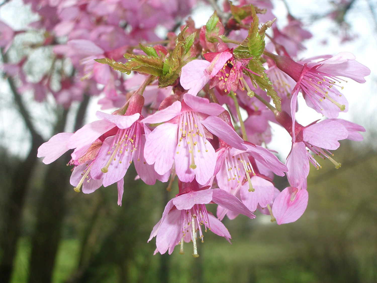 Fonds d'cran Nature Fleurs Fleurs de dbut de printemps