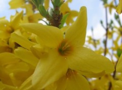 Fonds d'cran Nature Forsythia