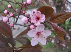 Fonds d'cran Nature Prunus