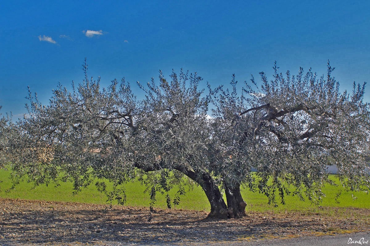 Fonds d'cran Nature Arbres - Forts Olivier