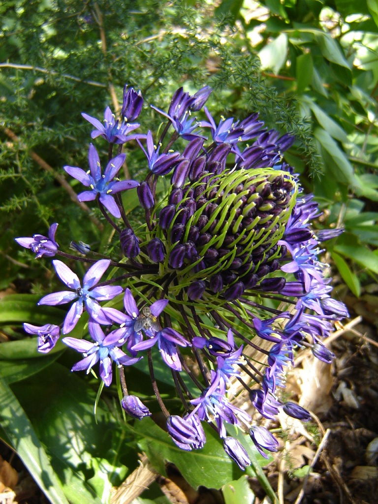 Fonds d'cran Nature Fleurs une agapanthe