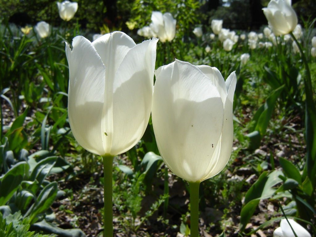 Fonds d'cran Nature Fleurs duo blanc