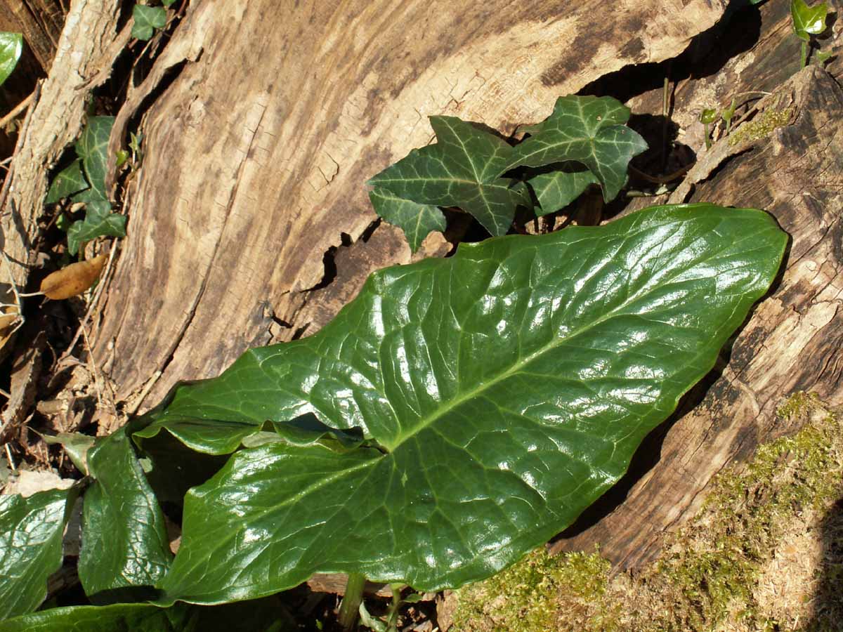 Fonds d'cran Nature Feuilles - Feuillages matiere vgtale