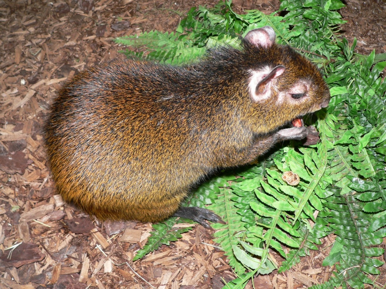 Wallpapers Animals Rodents - Misc Agouti