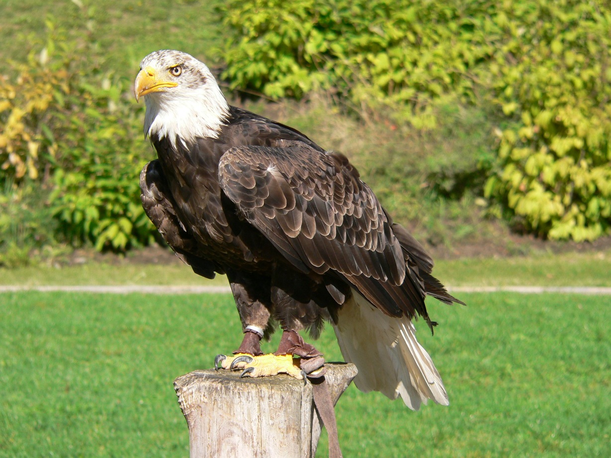 Wallpapers Animals Birds - Eagles Aigle à tête blanche