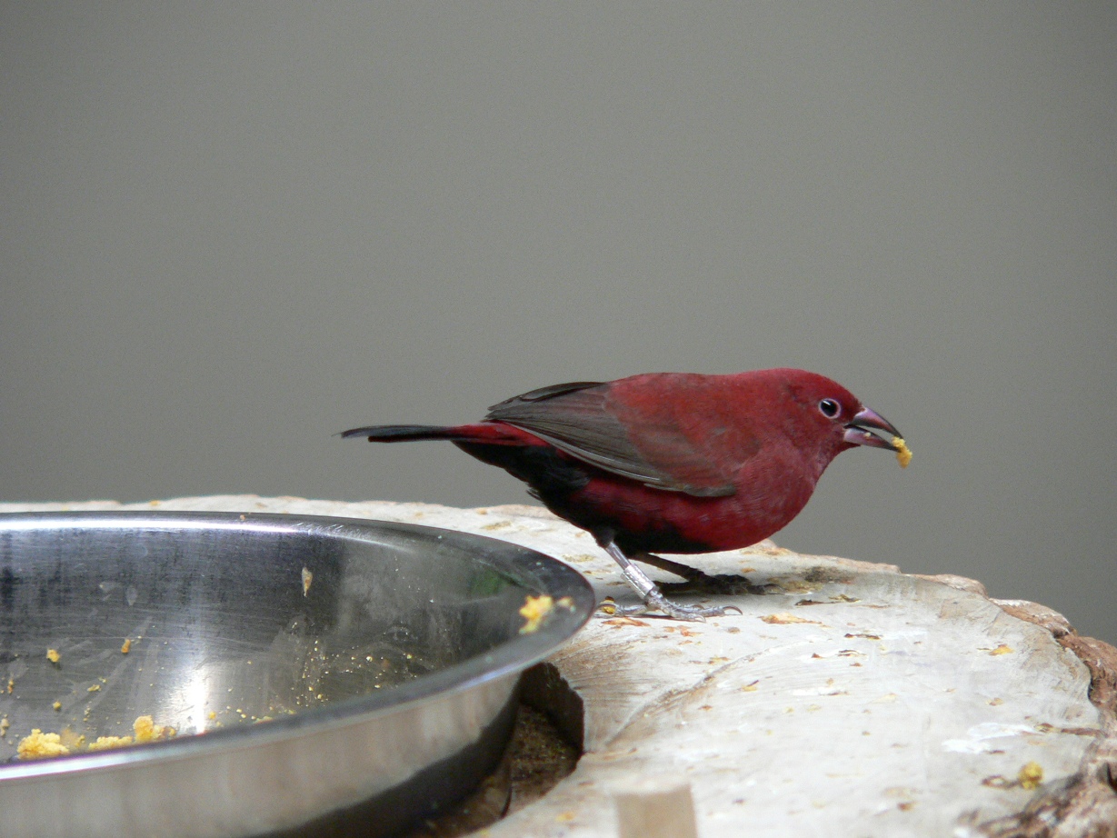 Fonds d'cran Animaux Oiseaux - Divers Amarante  ventre noir