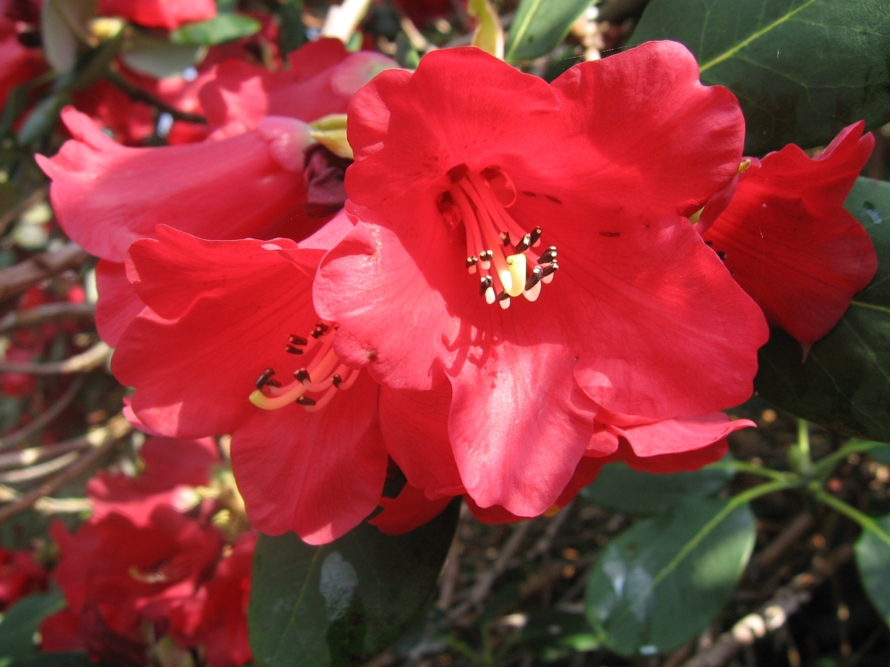 Fonds d'cran Nature Fleurs Rhododendron rouge