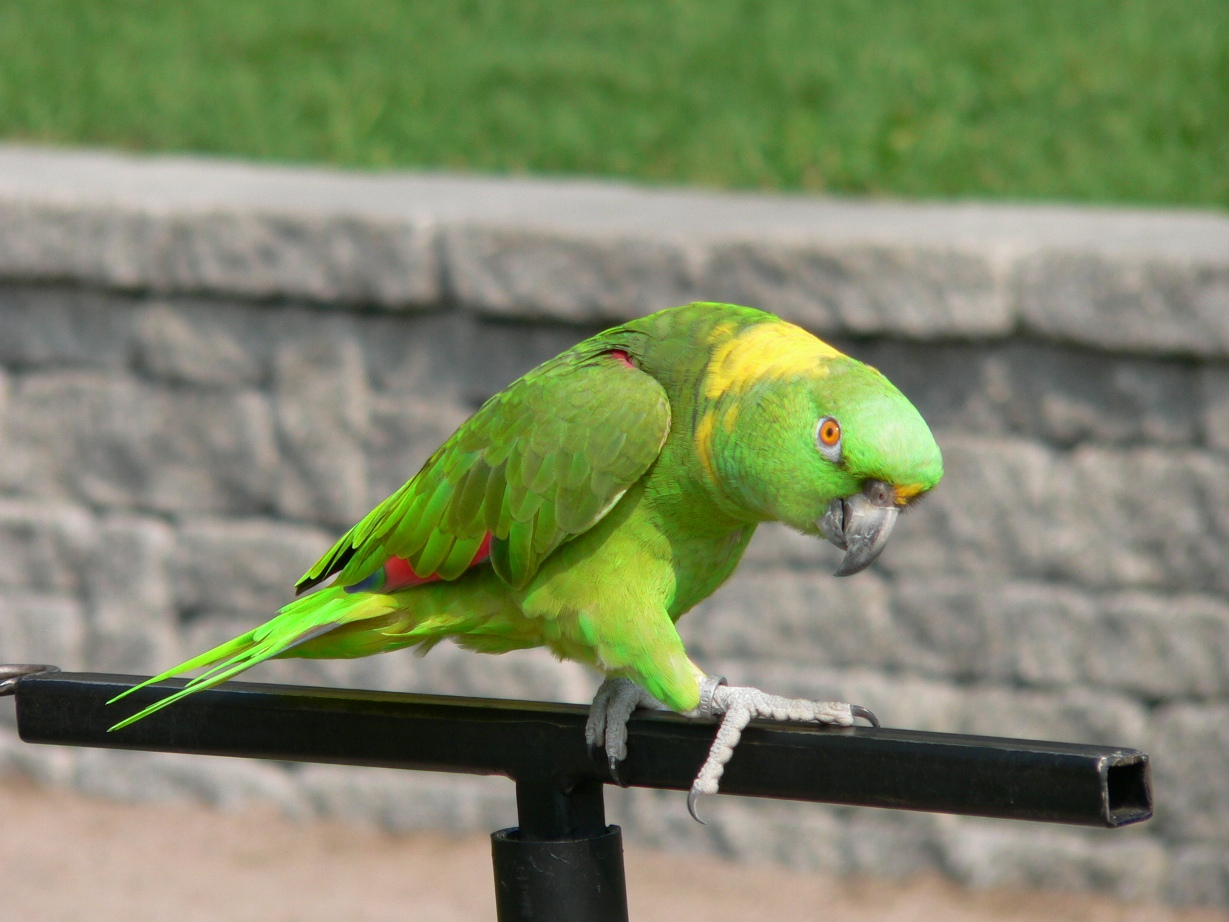 Fonds d'cran Animaux Oiseaux - Divers Amazone verte